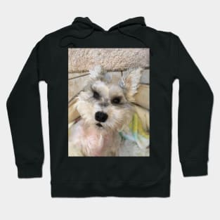 FLYING SCHNAUZER Hoodie